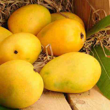 Banaganapalli mangoes