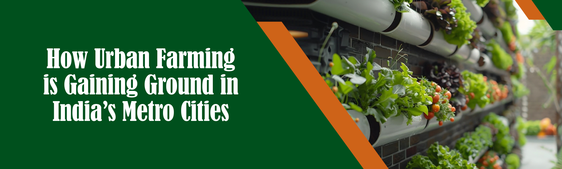 How Urban Farming is Gaining Ground in India’s Metro Cities