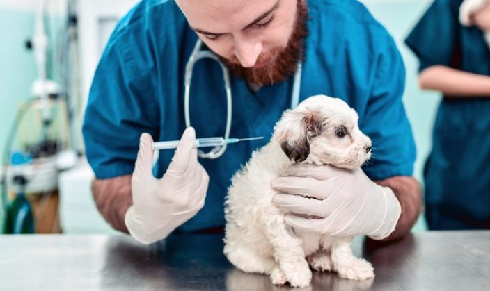 Animal Vaccine Opportunity in India