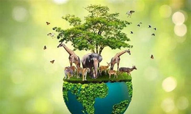 Wildlife Conservation Success Stories: India's Efforts in Protecting Endangered Species