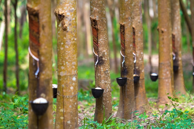 Navigating the Future of Rubber Production in India: Sustainability and Export Growth