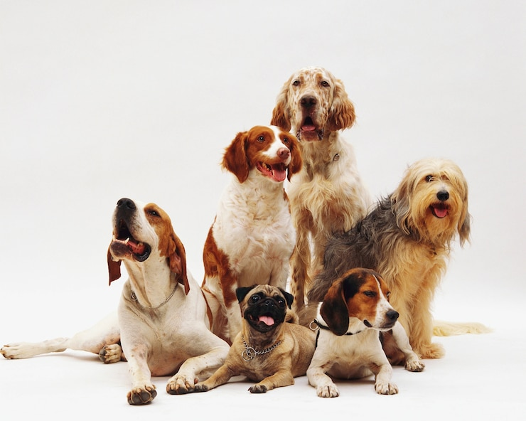 Decoding the Rise of the Pet Care Industry in India: A New Consumer Growth Story