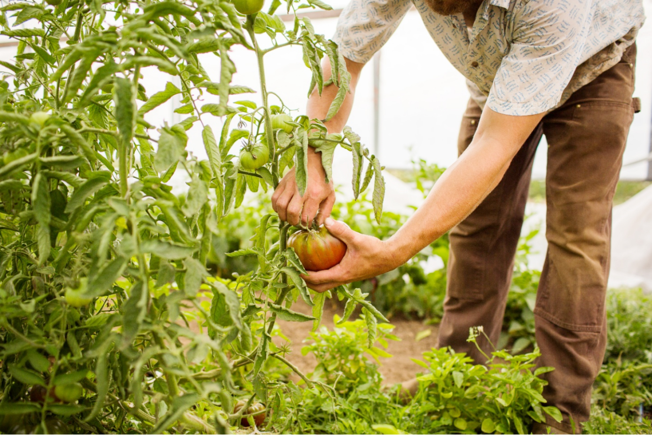 Indian Agriculture and the Rise of Organic Farming