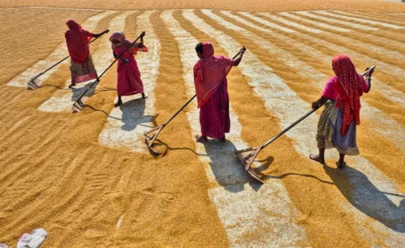 How Joha Rice Supports Assam's Agricultural Economy