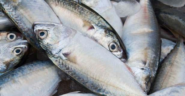 Indian seafood exports touch a new high!