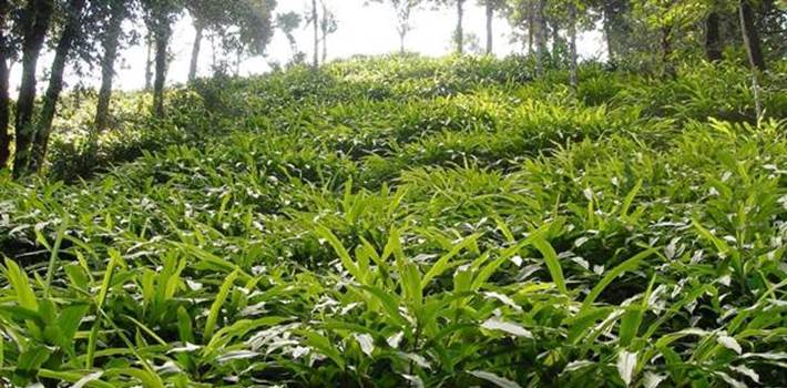 The organic spice route